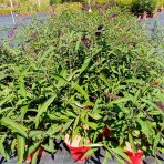Budleja Dávidova (Buddleja Davidii) ´NANHO PURPLE´ - výška 50-60 cm, kont. C2L